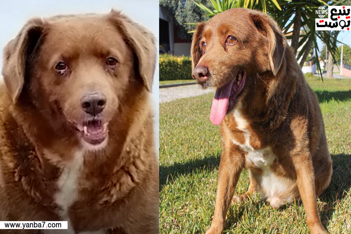 وفاة "dog Bobi" أكبر كلب في العالم عن عمر يناهز الـ 31 عاماً